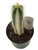 FlowerPotNursery Blue Torch Cactus Pilosocereus pachycladus 4" Pot