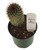 FlowerPotNursery Red Headed Irishman Cactus Mammillaria spinosissima 4" Pot