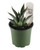 FlowerPotNursery Miniature Agave Dwarf Century Plant Agave desmettiana 4" Pot