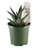 FlowerPotNursery Miniature Agave Dwarf Century Plant Agave desmettiana 4" Pot