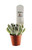 FlowerPotNursery Topsy Turvy Echeveria Echeveria runyonii Topsy Turvy 2" Pot