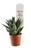 FlowerPotNursery Fairy Washboard Haworthia Cactus Haworthiopsis limifolia 2" Pot