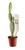 FlowerPotNursery Prickly Pear Bunny Ear Cactus Opuntia microdasys 2" Pot