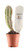 FlowerPotNursery Organ Pipe Cactus Stenocereus thurberi 2" Pot