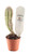 FlowerPotNursery Organ Pipe Cactus Stenocereus thurberi 2" Pot