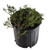 FlowerPotNursery Blue Rug Creeping Juniper Juniperus horizont. Wiltonii 1 Gallon