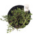 FlowerPotNursery Blue Rug Creeping Juniper Juniperus horizont. Wiltonii 1 Gallon