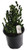 FlowerPotNursery Wintergreen Boxwood Buxus sinica Insularis Wintergre. 1 Gallon