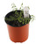 FlowerPotNursery Native Blueberry Vaccinium darrowii 1 Gallon Pot
