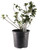 FlowerPotNursery Conversation Piece Azalea Rhododendron sp. Conve. P. 1 Gallon