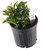 FlowerPotNursery Christmas Berry Ardisia Ardisia crenata 1 Gallon Pot