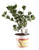 FlowerPotNursery Mountain Fire Pieris Pieris japonica Mountain Fire 1 Gallon Pot
