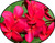 FlowerPotNursery Red Plumeria Frangipani rubra Red Bare Root 18 inches Tall