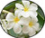 FlowerPotNursery Singapore White Plumeria Frangipani o. Bare Root 18 inches Tall