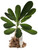 FlowerPotNursery Singapore White Plumeria Frangipani o. Bare Root 18 inches Tall