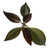 FlowerPotNursery Scott Pratt Plumeria Frangipani r. SP. Bare Root 18 inches Tall