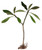 FlowerPotNursery Angelica Plumeria Frangipani rubra An. Bare Root 27 inches Tall