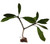 FlowerPotNursery Angelica Plumeria Frangipani rubra An. Bare Root 27 inches Tall