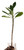 FlowerPotNursery Nebel's Gold Plumeria Frangipani r. NG Bare Root 27 inches Tall