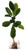 FlowerPotNursery Nebel's Gold Plumeria Frangipani r. NG Bare Root 27 inches Tall