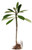 FlowerPotNursery Rainbow Surprise Plumeria Frangi. r RS Bare Root 27 inches Tall