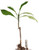 FlowerPotNursery Playful Plumeria Frangipani r Playful Bare Root 27 inches Tall