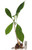 FlowerPotNursery Playful Plumeria Frangipani r Playful Bare Root 27 inches Tall