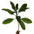 FlowerPotNursery Mely's Pink Plumeria Frangipani r. MP Bare Root 27 inches Tall