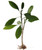 FlowerPotNursery Haustin White Plumeria Frangipani r HW Bare Root 27 inches Tall