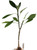 FlowerPotNursery Haustin White Plumeria Frangipani r HW Bare Root 27 inches Tall