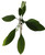 FlowerPotNursery Haustin White Plumeria Frangipani r HW Bare Root 27 inches Tall