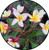 FlowerPotNursery Lily Ann Plumeria Frangipani r Lily A. Bare Root 27 inches Tall