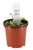 FlowerPotNursery Venus Fly Trap King Henry Dionaea muscipula King Henry 4" Pot