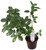 FlowerPotNursery Aluminium Plant Pilea cadierei 4" Pot