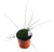 FlowerPotNursery Corkscrew Rush Juncus effusus Big Twister 1 Gallon Pot