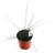 FlowerPotNursery Corkscrew Rush Juncus effusus Big Twister 1 Gallon Pot