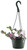 FlowerPotNursery Pink Wandering Jew Tradescantia nanouk 6" Basket
