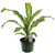 FlowerPotNursery Dracaena Marley Dracaena fragrans Marley 6" Pot