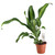 FlowerPotNursery Dracaena Burley Dracaena fragrans Burley 4" Pot