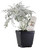 FlowerPotNursery Dusty Miller Plant Senecio cineraria 4" Pot