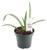 FlowerPotNursery Green Century Plant Agave demeesteriana 4" Pot