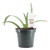 FlowerPotNursery Green Century Plant Agave demeesteriana 4" Pot