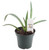 FlowerPotNursery Green Century Plant Agave demeesteriana 4" Pot