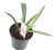 FlowerPotNursery Green Century Plant Agave demeesteriana 4" Pot