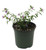 FlowerPotNursery Purple Mexican Heather Cuphea hyssopifolia 4" Pot