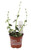 FlowerPotNursery Striped Inch Plant Callisia gentlei Elegans 4" Pot