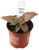 FlowerPotNursery Nephthytis Arrowhead Plant Syngonium sp. Pink Perfection 4" Pot