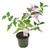 FlowerPotNursery Singapore Pink Bougainvillea B. sp. Singapore Pink 4" Pot