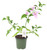 FlowerPotNursery Singapore Pink Bougainvillea B. sp. Singapore Pink 4" Pot