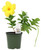 FlowerPotNursery Dipladenia Yellow Mandevilla sp. Sunny 4" Pot